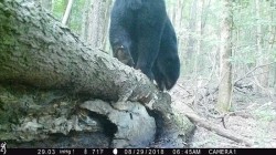 Just a Downed Tree Photo: Northern Woodlands