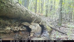 Just a Downed Tree Photo: Northern Woodlands