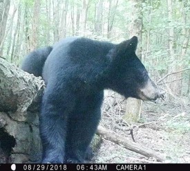 Just a Downed Tree thumbnail