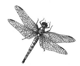 Dragonflies_98.jpg thumbnail