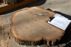 Saving Herbie: New Life for a 217-year-old American Elm Photo: Scott Gibson