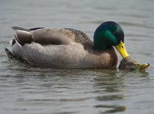 Birds in Focus: Repro-duck-tion thumbnail