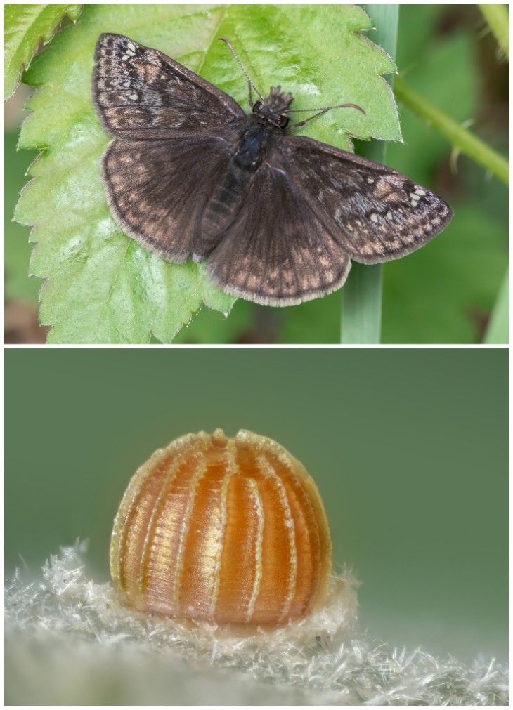 Duskywing butterfly and eggs