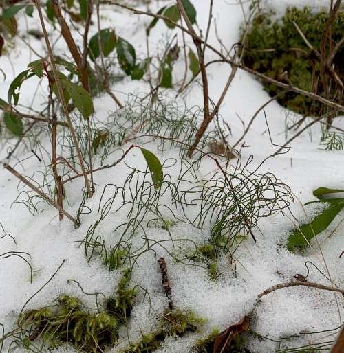 Dwarf scouring rush