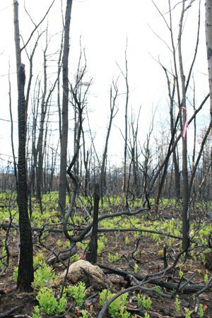 Greater Fires Mean Greater Diversity