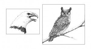 Eagle versus Owl thumbnail