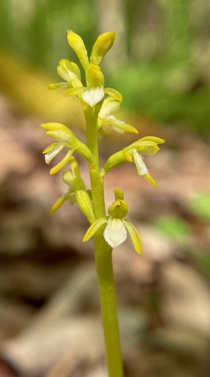 Early coral root