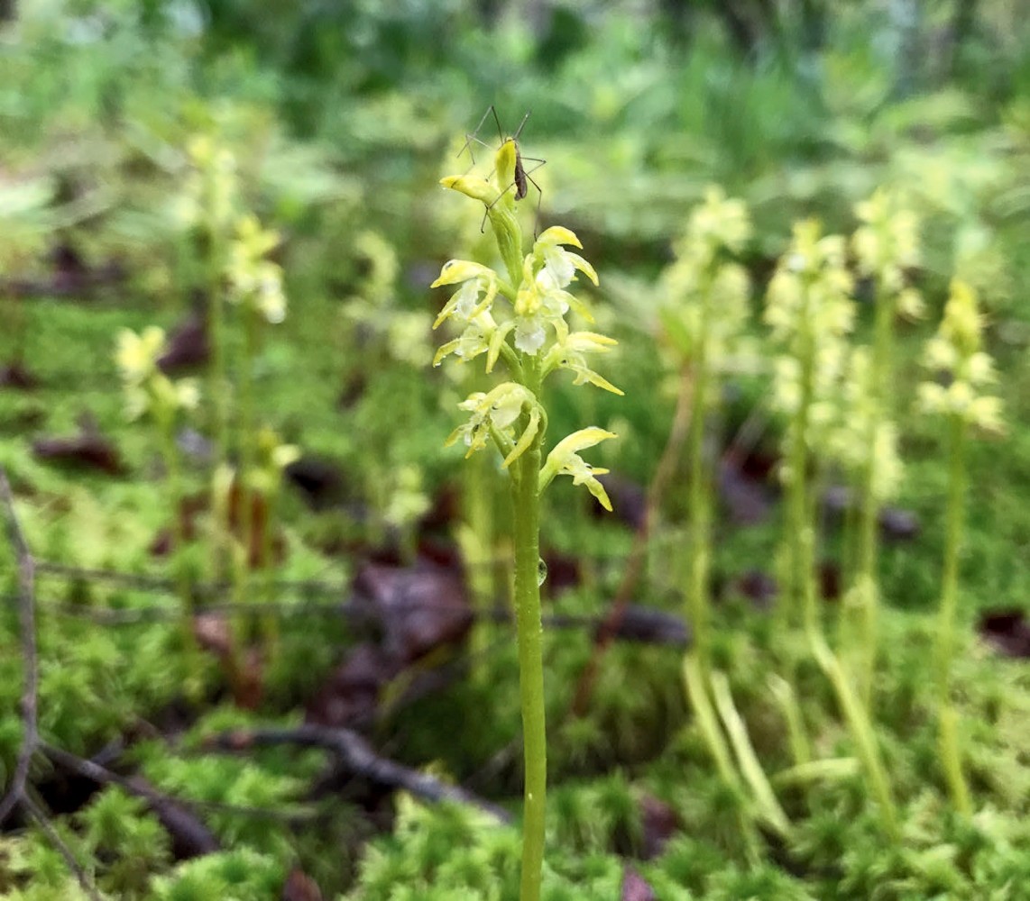 Early coral root moss