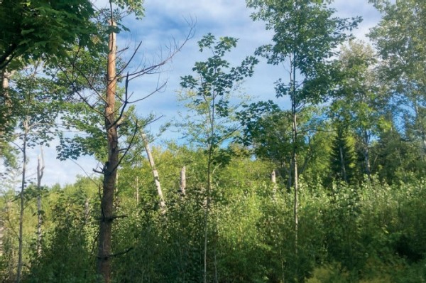 Creating Complex Early Successional Forest