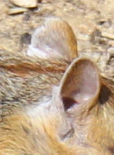 ears.jpg Image