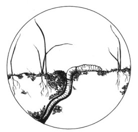 earthworm.jpg thumbnail