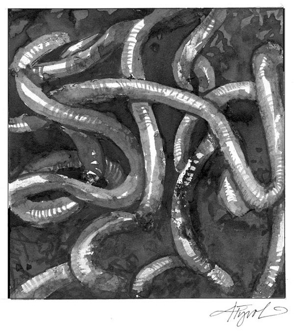 Earthworms and Forests: Maybe not so bad?