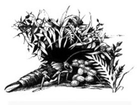 earwig_cropped.jpg thumbnail