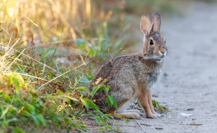 Eastern cottontail thumbnail