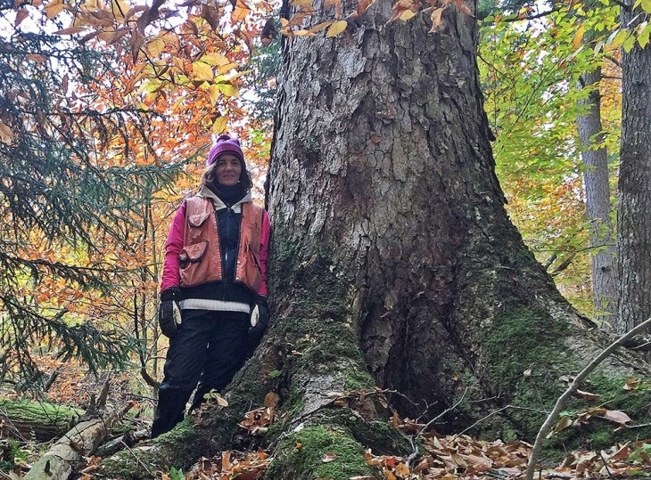 Eastern Old-Growth Forests