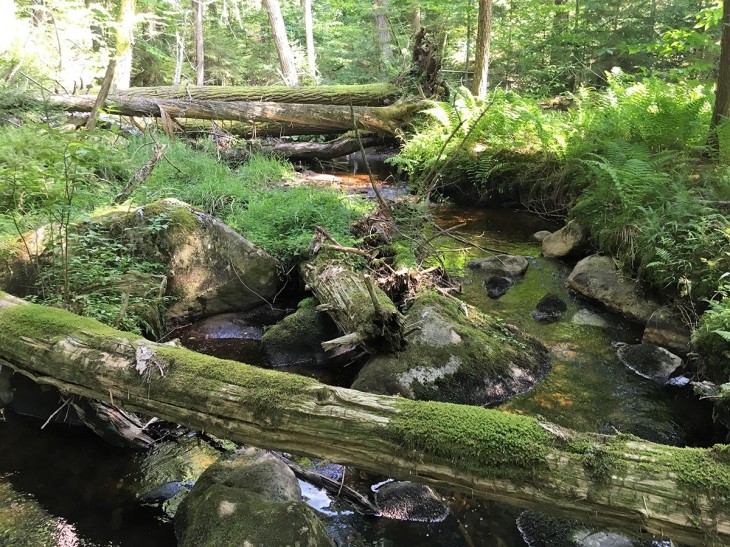 Eastern Old-Growth Forests