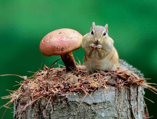 Eastern chipmunk