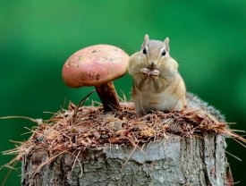 How Fungi Return to Disturbed Forest thumbnail