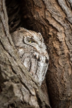 eastern_screech.jpg thumbnail