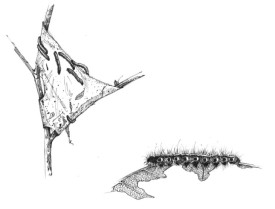 eastern_tent_cat.jpg thumbnail