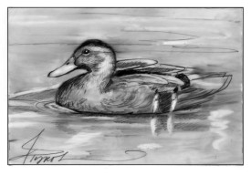 Eclipse plumage thumbnail