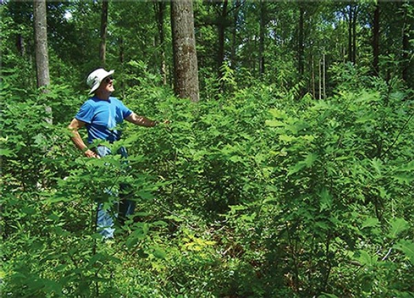 The Economics of Managing a Small Woodlot