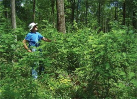 The Economics of Managing a Small Woodlot thumbnail