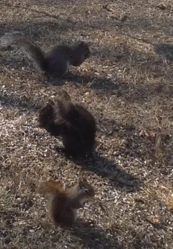 ed_vivier_squirrels_web.jpg