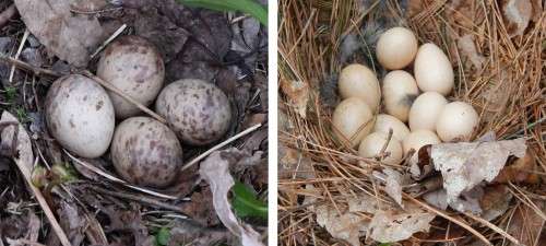 Woodcock vs Grouse eggs