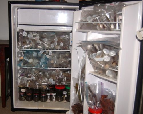 Insect fridge