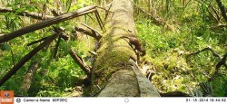 Dinner Time Photo: Northern Woodlands