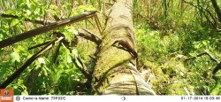 Dinner Time Photo: Northern Woodlands