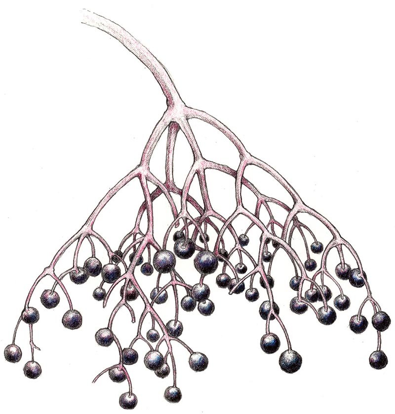 elderberry_web.jpg
