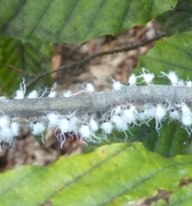 electric.jpg thumbnail