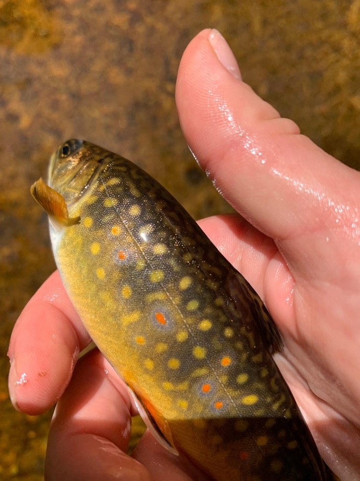 Electrofishing Supports Fisheries Research and Management