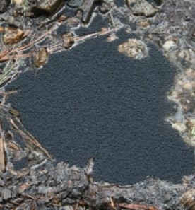 ellens_mystery800.jpg thumbnail