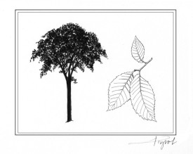 Elm.jpg thumbnail