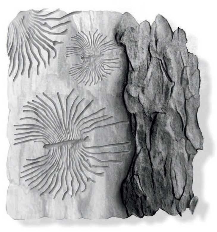 Elm bark beetles