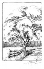 American Elm Revival thumbnail