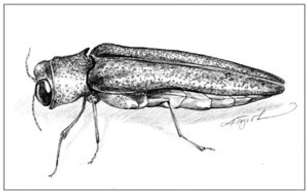 Ash Trees in Trouble