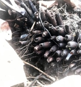 Mystery photo thumbnail