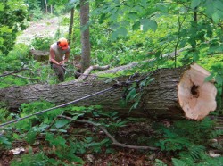 Three Logging Systems: Matching Equipment to the Job Photo: Andy Crosier