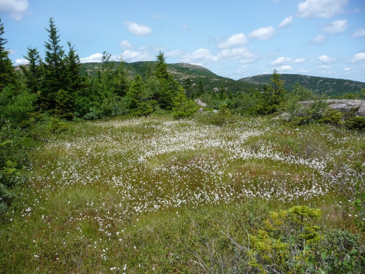 Cottongrass colony