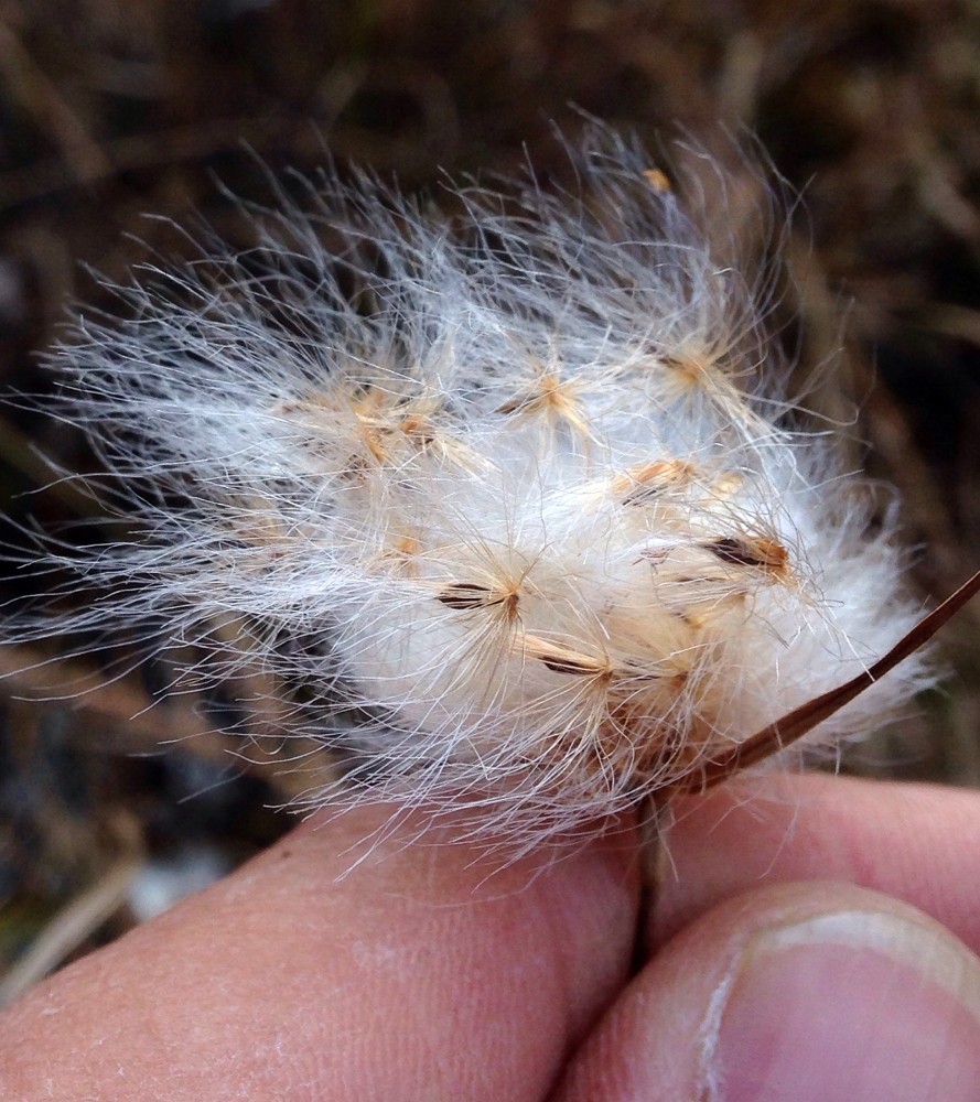 Eriophorum virginicum seeds