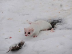 ermine1_web.jpg