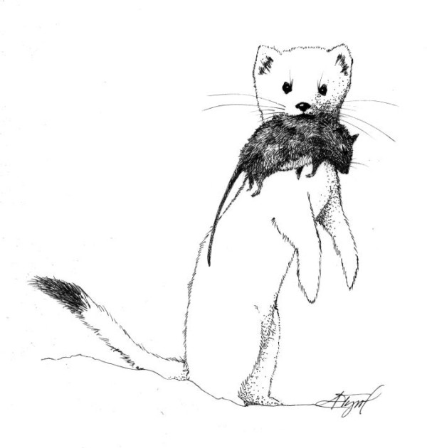 The Weasel – Tiny Warrior with Inexhaustible Concentration