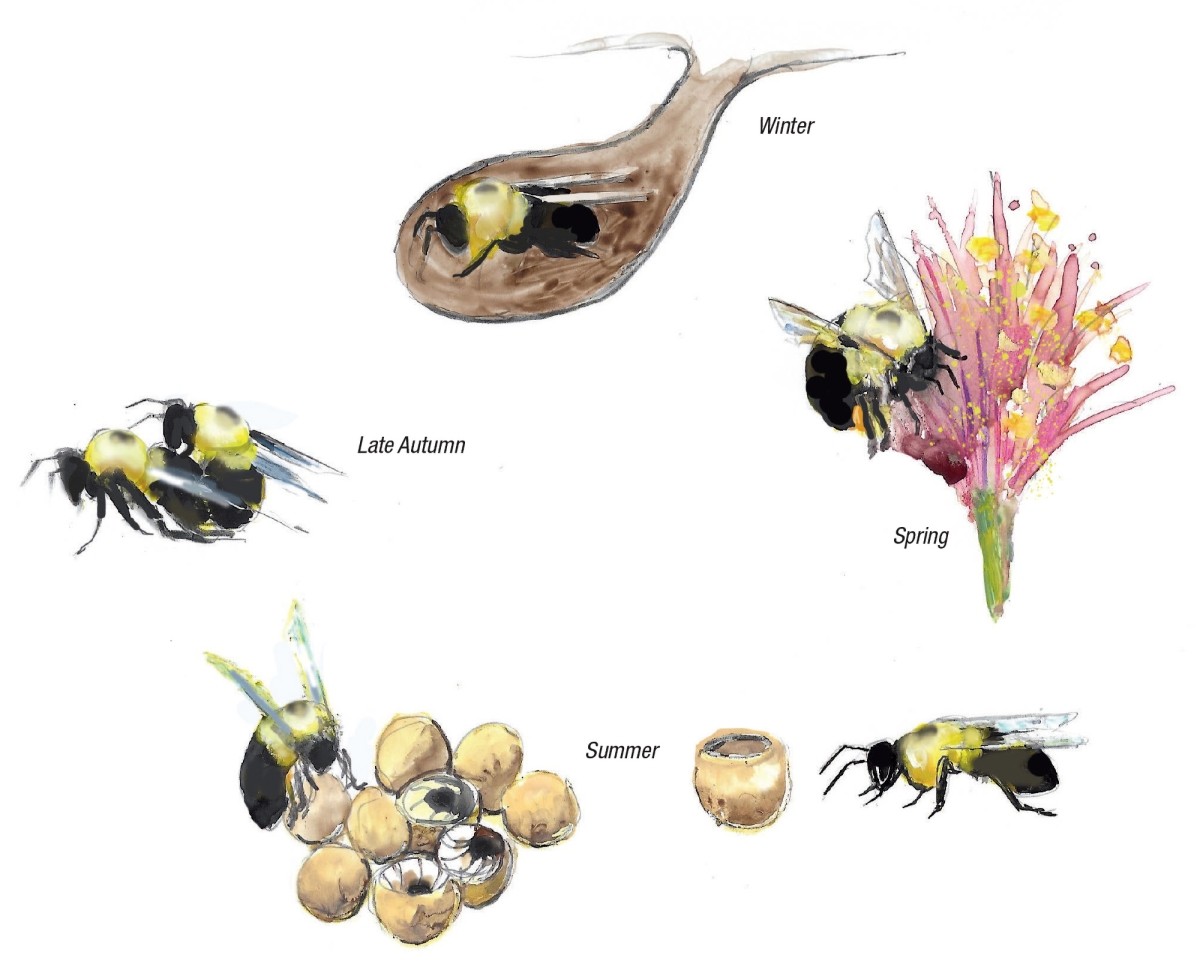 Bee lifecycle