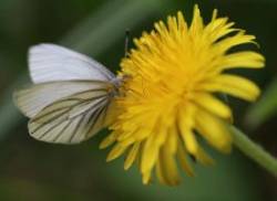 et_mustard_white_butterfly_w1.jpg
