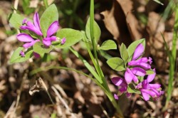 et_polygala_w15.jpg
