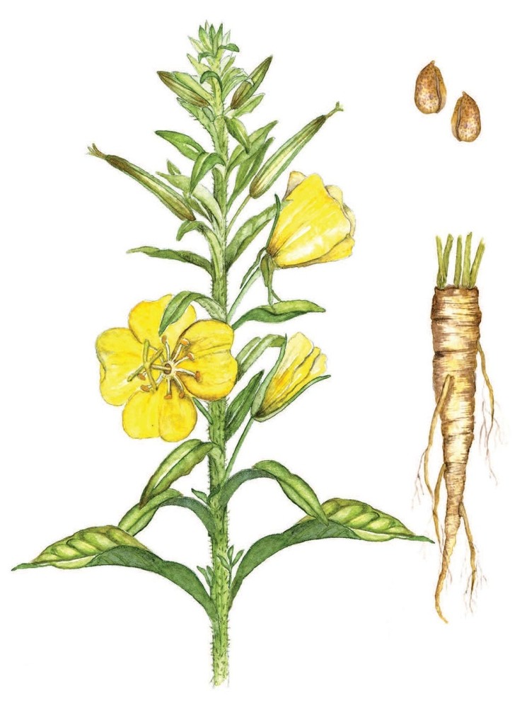 Evening Primrose: A Spicy Comfort Food